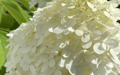 Gros plan sur les hortensias ou Hydrangea à fleurs de pivoine