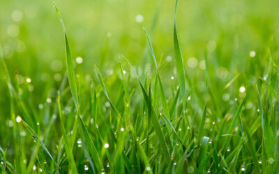 Avril : le moment idéal pour entretenir, semer ou rénover votre gazon