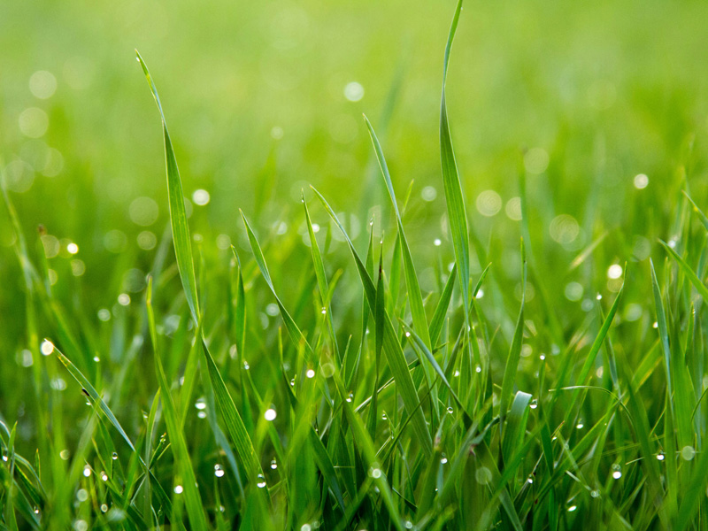 Avril : le moment idéal pour entretenir, semer ou rénover votre gazon