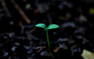 Grandir ensemble sur le terrain : la vision managériale d’Alinéa Paysage