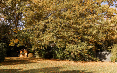 L’automne et ses tapis de feuilles : entretenir votre jardin sans effort