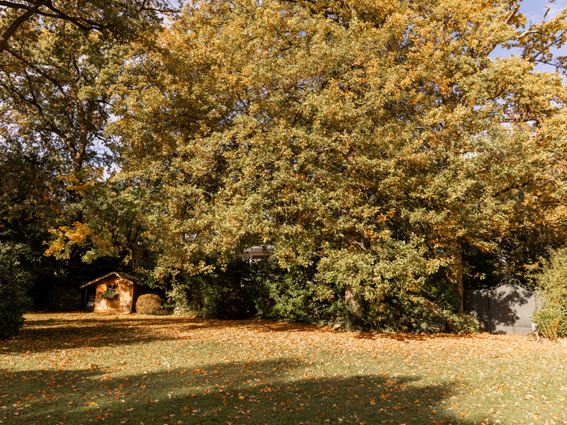 L’automne et ses tapis de feuilles : entretenir votre jardin sans effort