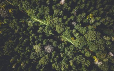 Paysagisme et RSE : l’engagement durable d’Alinéa Paysage