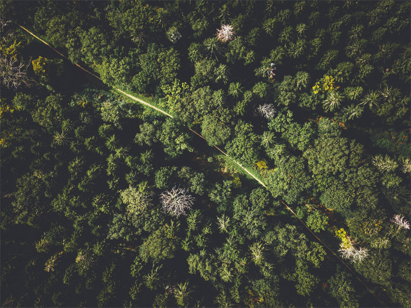 Paysagisme et RSE : l’engagement durable d’Alinéa Paysage